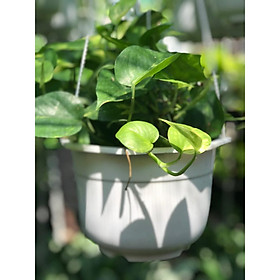 Trầu bà