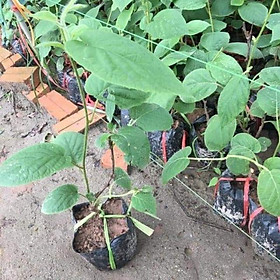 Mua CÂY GIỐNG KIWI CHỊU NHIỆT RUỘT ĐỎ-CÂY KIWI ĐỎ QUẢ SỚM