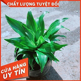 Hình ảnh Cây Phát Tài