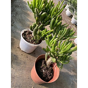Mua Cây sen đá ống điếu già thụ