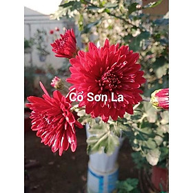 Cúc cổ Sơn La bầu nhỡ  xum đang nụ