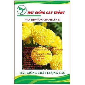 Hạt giống hoa Vạn Thọ vàng chanh Lùn F1 CT482 - Gói 30 hạt