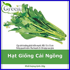 Hạt Giống Cải Ngọt Bông (Cải Ngồng) Năng Suất Cao