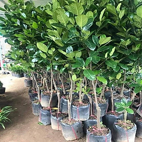 Mua CÂY GIỐNG MÍT THÁI SIÊU SỚM