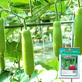 Mua Hạt Giống Bầu Lai King F1 Phú Nông Gói 1 Gram