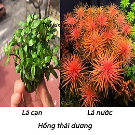 Cây thủy sinh Hồng Thái Dương 15 cây (Hậu cảnh) màu đỏ