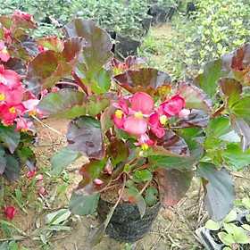 Mua Sen cạn cây sắp hoa