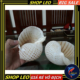 Vỏ ốc đốm trang trí hồ cá - hang cá trú ẩn -phụ kiện thủy sinh - shopleo