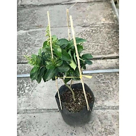 Mua Bằng lăng Thái - siêu bông