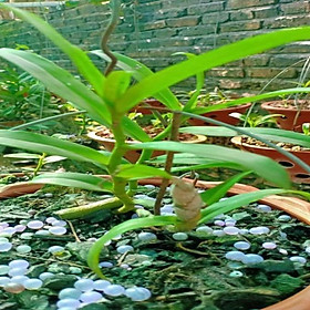 Hoa lan phi điệp - 5ct tiên sa ki mập khỏe ấm chậu