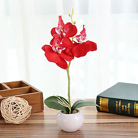 Chậu Phong Lan Giả Bằng Nhựa DIY