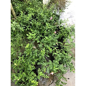 Hoa hồng lá me, hồng ngoại, hồng bụi, thân gỗ, nguyên bản