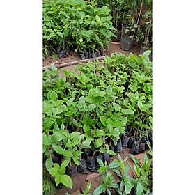 Combo 10 cây giống chè khổng lồ dùng chăn nuôi - Đơn hàng thanh toán trước tặng 2 cây cùng loại