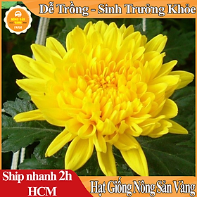 Mua Hạt giống Hoa Cúc Vàng Đại Đóa ( Gói 100 Hạt ) - Nông Sản Vàng