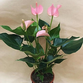 Mua (Giảm giá) Cây trung hồng môn để bàn