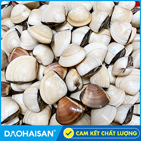 Nghêu (Ngao) Trắng Sống