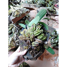 Mua Hoa Phong Lan Vảy Rồng