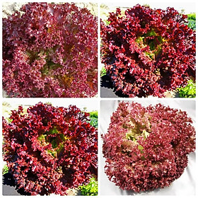 Mua Hạt Giống Xà lách xoăn tím dể trồng f1- gói 0 5gram--tặng kèm gói phân bón lót