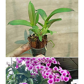 Lan Dendro mini hàng cây giống nhiều thân cực đẹp - giống lan siêng hoa, dễ chăm
