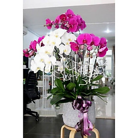 CHẬU LAN HỒ ĐIỆP TÍM