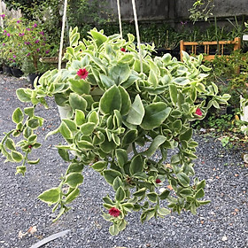 Chậu Cây BaBy Sun - cây kiểng lá có hoa đẹp - Heartleaf Iceplant