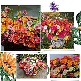 Mua 1 Ký Cành Giống Hoa Sam Nhiều Màu Hoa To ComBo 30 Màu Chuẩn Sam Thái Nhập Khẩu Hoa Mười Giờ Bonsai & Phụ Kiện