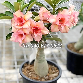 Hạt giống hoa sứ kép màu vàng cam - Bịch 10 hạt – Mã số 1807