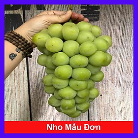 Cây nho mẫu đơn - cây ăn quả + tặng phân bón cho cây mau lớn