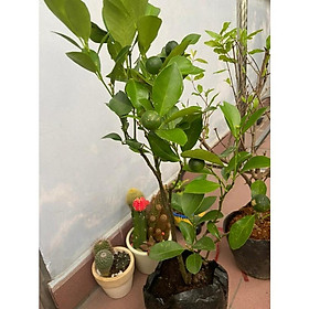 Cây quất chua cho trái quanh năm