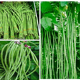 Mua 20Gr_Hạt Giống Đậu Đũa trái dài dễ trồng (sai trái)