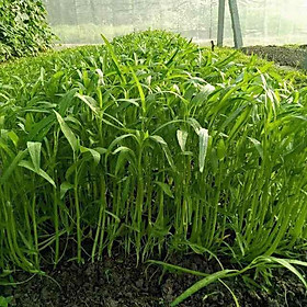 Mua - Gói 2000 hạt rau muống lá tre - trọng lượng gói 100gr