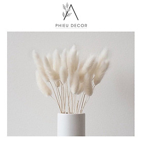 Mua 5 BÔNG Cỏ đuôi thỏ Lagurus Bunny Tails - Decor  Phụ kiện chụp ảnh