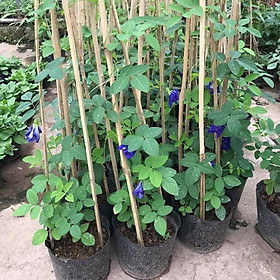 Mua nguyên chậu leo đậu biếc