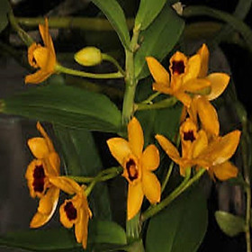 Hoa lan - trầm vàng