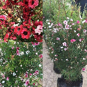 Mua CÂY TÙNG TUYẾT MAI ĐANG HOA CÂY TÙNG TUYẾT MAI ĐANG HOA - CCTTMDH