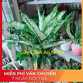 Mua Chậu ngọc ngân thuỷ sinh