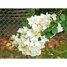 Hoa giấy màu trắng - chậu cây đang hoa, size cây nhỡ