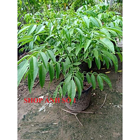 Cây cóc thái, cây cóc thái có quả, cóc thái cấy mô siêu quả