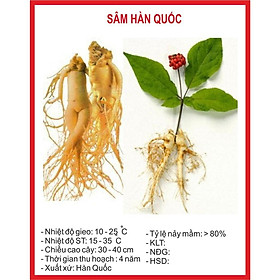 Mua Hạt giống Sâm Hàn Quốc - 5 Hạt
