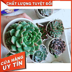 Mua Sen đá bánh bao xanh Nhiều Người Mua