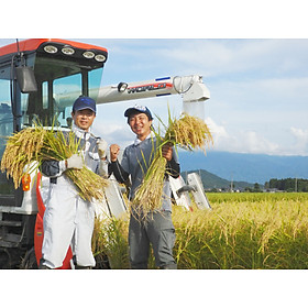 GẠO NHẬT SHIBATA KOSHIHIKARI - GẠO TRẮNG - XÁT DỐI