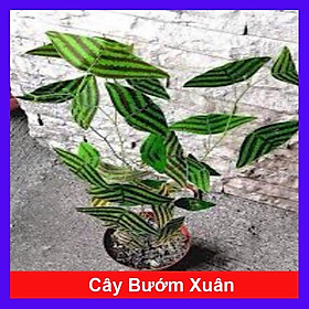 Cây Bướm Xuân - cây cảnh để bàn + tặng phân bón cho cây