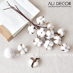Mua Cành bông gòn - Hoa khô trang trí - Cắm điểm - Decor