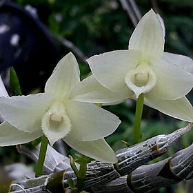 Trầm trắng thái