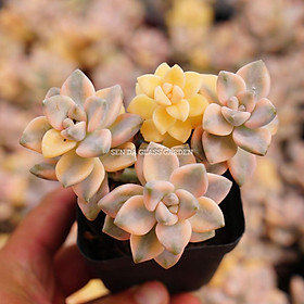 Mua Sen đá Xanh đột biến 3-4 đầu 7cm  sen đá var  Hàng thuần Khí Hậu Đà Lạt  Lỗi 1 đổi 1