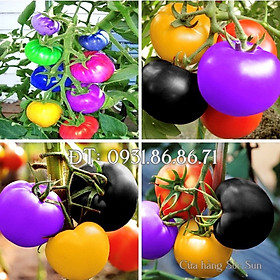 Mua Hạt giống cây cà chua 7 màu sai trái – Bịch 10 hạt – Mã số 1316