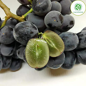 Mua Cây nho mỹ giống không hạt ra quả siêu sớm