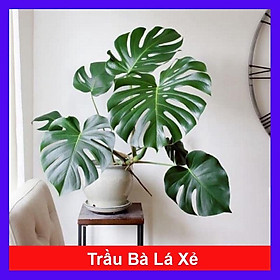 Trầu Bà Lá Xẻ - trầu bà nam mỹ - cây cảnh để trong nhà + tặng phân bón cho cây mau lớn