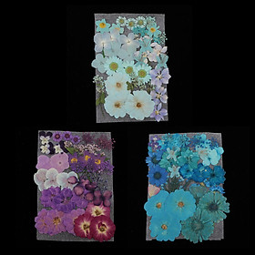 Natural Real Pressed Dried Flowers DIY Scrapbook Purple + Blue + Light Blue