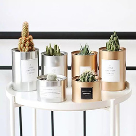 Mua Bình hoa kim loại   chậu trồng cây cảnh  chậu sen đá chất liệu thép trang trí để bàn